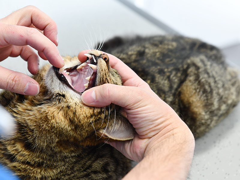 Controle tanden bij een kat